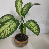 گل دیفن باگلدان