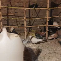 پرندن|پرنده|بم, |دیوار