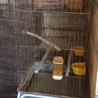 تعدادی قفس  ولانه ی عروس