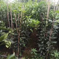 انواع نهال مرکبات|خدمات باغبانی و درختکاری|قائمشهر, |دیوار