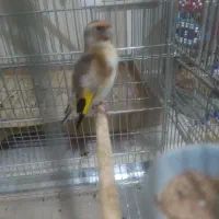 سهره ماده دورگ