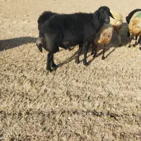 فروش یک عدد قوچ قزل سه سال|حیوانات مزرعه|کرفتو, |دیوار