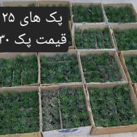 گل و گیاه طبیعی و کاکتوس|گل و گیاه طبیعی|قم, هفت تیر|دیوار