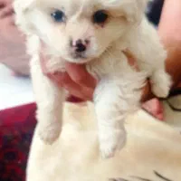 توله سگ پامرین خرسی