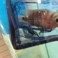 هیبرید کامفا و ویجا (سوپر رد کامفا)|ماهی|فردیس, شهرک راه آهن|دیوار