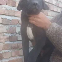 توله پژدر|سگ|کنگاور, |دیوار