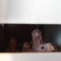 جفت عروس هلندی نر سیامون، ماده، گل باقالی|پرنده|قوچان, |دیوار