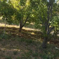 علف زنی