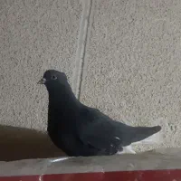 کفتر زیل دم سفید