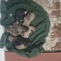 واگذاری سگ|سگ|آلاشت, |دیوار