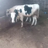 ۲راس گوساله نر