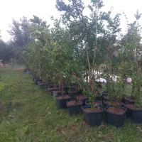 یاس هلندی|خدمات باغبانی و درختکاری|آستانه اشرفیه, |دیوار