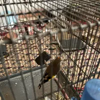 سهره ماده دوساله جوجه قفس داغسر(کارداده)