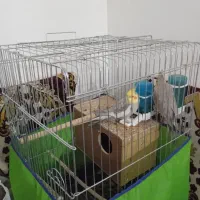 عروس هلندی جفت|پرنده|رزن, |دیوار