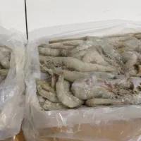 فروش میگو پرورشی