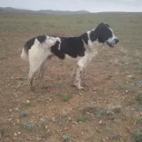 سگ گله نز|سگ|ملکان, |دیوار