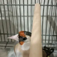 سهره ماده دورگ دودی عطیقه