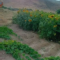 تخمه|خوردنی و آشامیدنی|دورود, |دیوار