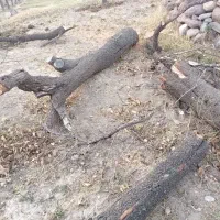 چوب خشک شده زردالو و بادام