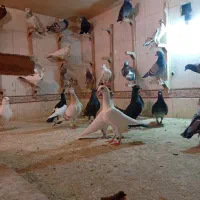دسته بیرونی به شرط|پرنده|شیراز, شهرک مهدی‌آباد|دیوار