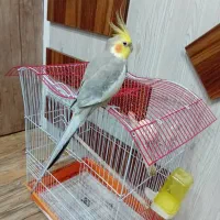 طوطی عروس نر