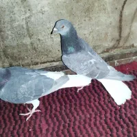 پرنده|پرنده|خاش, |دیوار