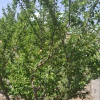 باغ-ویلا-زاک
