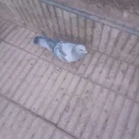 یک جفت کفتر ومرغ عشق|پرنده|سبزوار, قصبه غربی|دیوار