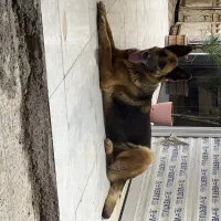 سگ ژرمن