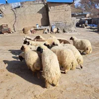 بره لری|حیوانات مزرعه|بیرانوند, |دیوار