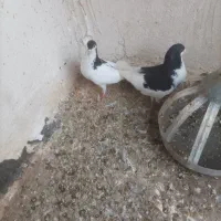 کبوتر رنگ