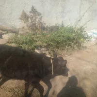 گاوگوساله ماده دامازدق