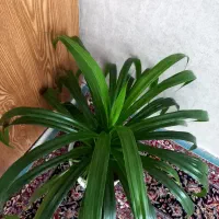 گل طبیعی بزرگ