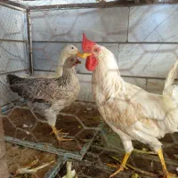 مرغ خروس اردک عرزان