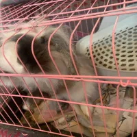 خرگوش لوپ|موش و خرگوش|باقرشهر, |دیوار