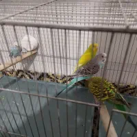 مرغ عشق جفت|پرنده|ساوه, |دیوار