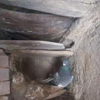 فروش پرنده های گرفته شده