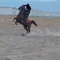 اسب