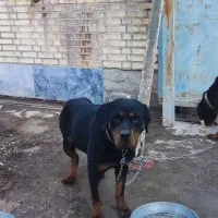 واگذاری سگ نژاد دار روتوایلر