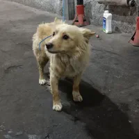 پامر صورت روباهی