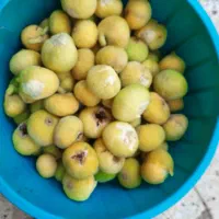 میوه