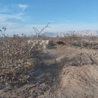 میش|حیوانات مزرعه|رفسنجان, |دیوار