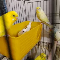 جفت مولد مرغ عشق هلندی
