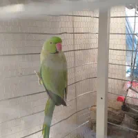 طوطی ملنگو