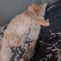 واگذاری گربه ماده اسکاتیش پرشین