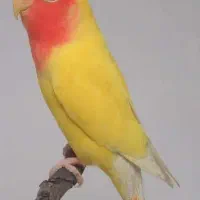 طوطی برزیلی|پرنده|آباده, |دیوار