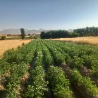 سیب زمینی