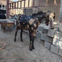 فروش بز نر پاکستانی