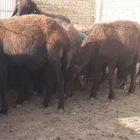 فروش گوسفند جوان