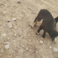 دو تا بره ماده